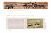 Крупные млекопитающие · 2016-04-18 · Лапландский государственный природный биосферный заповедник 1 Крупные