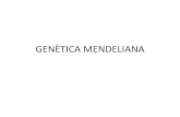 GENÈTICA MENDELIANAmendeliana + justificava totes les excepcions a la 3ª llei de Mendel • Neix així la Teoria cromosòmica de l'herència, la qual ha tingut aportacions posteriors,