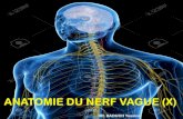 ANATOMIE DU NERF VAGUE (X) DR. BAOUCH Yassinefacmed-univ-oran.dz/ressources/fichiers_produits/fichier_produit_3783.pdfIII/ Anatomie descriptive : 1- Origines réelles et apparentes,