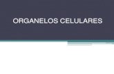 ORGANELOS CELULAREScaminoalaciencia.weebly.com/.../2/4/9/8/24988193/organelos_celular… · celulares Organelos membranosos Estructuras celulares °Membrana plasmática °Mitocondria