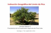 Indicación Geográfica del Limón de Pica · 2011-09-12 · PICA • Ubicado al interior de Iquique, Región de Tarapacá. • Sus características geográficas hacen posible el