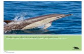Cetáceos del área galaico-cantábrica Zonas de importancia ... · han descubierto nuevas especies de delfines, zifios y ballenas, o se han catalogado como especies diferentes a
