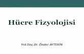 Hücre Fizyolojisiesaglikonline.com/E-Saglik Online/Fizyoloji/2- Hucre Fizyolojisi.pdf · Sitoplazmik organeller • Özelleşmiş hücresel yapılar: Organeller • Zarlı olanlar