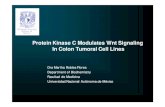 Protein Kinase C M odulates Wnt Signaling In Colon Tumoral ... · Protein Kinase C M odulates Wnt Signaling In Colon Tumoral Cell Lines. Wnt Differentiation Cell cycle arrest TGF-β,