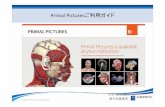 Primal Pictures 簡易ガイド 初稿...メインインターフェース/3D Atlas of Human Anatomy • Anatomy（解剖画像）画面です • 3つのパネルに分割して表示します