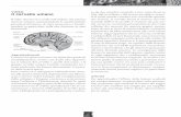 Il cervello umano - campus.hubscuola.it · Il cervello umano Il video descrive il cervello nell’ambito del sistema nervoso umano, presentandone le caratteristiche principali dal