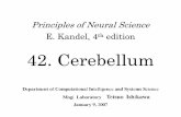 Principles of Neural Science E. Kandel, 4th editionmelonsode.fem.jp/.../2009/04/23/Kandel42Ishikawappt.pdf · 2009-04-23 · Principles of Neural Science E. Kandel, 4th edition 42.
