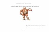 Самостійні роботи з анатомії ІІ семестрhmu.km.ua/wp-content/uploads/С.-м.-анатомія...Стінка вен, як і стінка артерій,