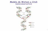 Modelo de Watson y Crick - UGR...Modelo de Watson y Crick (semiconservativo) 2 Replicación del cromosoma de E. coli Cairns, 1963 3 La replicación es bidireccional a partir de un