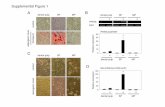 Supplemental Figure 1 - jbc.org€¦ · Supplemental Figure 5. Expression of epiprofin/Sp6 transcription factor in iPS cells co-cultured with SF2-24 cells. Time course analyses of