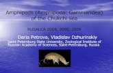 Amphipods (Amphipoda: Gammaridea) of the …...«Dmitriy Laptev» (1989) «Krasin» (1935) RUSALCA: Sampling stations 2004-2005 Prof.Khromov 2004: - 19 stations. Sever 2005: - 8 stations.