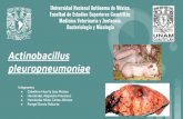 pleuropneumoniae Actinobacillus · 2020-04-27 · Actinobacillus pleuropneumoniae Son bastones o cocobacilos Gram negativos, anaerobios facultativos, ureasa y oxidasa positivos. Patógeno