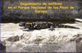 Seguimiento de anfibios en el Parque Nacional de los Picos ... · Rana pyrenaica. Foto: J. Serra-Cobo y Eduardo Viñuales. PROBLEMÁTICA DE CONSERVACIÓN DE LOS ANFIBIOS EN ESPAÑA: