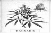 Hasis CBD (Kannabidioli) Marihuana Terpeenit · 2019-12-05 · Marihuana Pilkotuista lehdistä, kukinnoista ja varresta saatava rouhe. Hasis (ja hasisöljy) Kasvista saatava pihkamainen