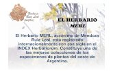 EL HERBARIO MERL168.96.255.78/iadiza/upload/herbario.pdf · 2013-05-16 · EL HERBARIO MERL El Herbario MERL, acrónimo de Mendoza Ruiz Leal, está registrado internacionalmente con