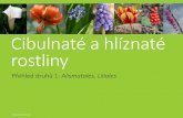 Cibulnaté a hlíznaté rostliny - World of Plantsworldofplants.net/wp-content/uploads/2018/03/Cibulnate_druhy1.pdf · Lilium (lilie) Původ: hlavně mírný pás Eurasie a S Ameriky