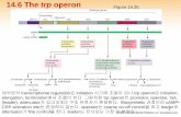 14.6 The trp operon - KOCWcontents.kocw.net/KOCW/document/2013/koreasejong/... · 2016-09-09 · 1 14.6 The trp operon Figure 14.35 대부분의 transcriptional regulation은 initiation