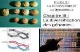 Chapitre III : La diversification des génomesbcpst-svt-parc.fr/wordpress/wp-content/uploads/2014... · Mutations chromosomiques par modification de la structure d’un chromosome.