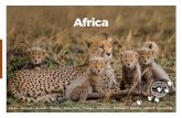 Africa - wildlifesafari.net.auwildlifesafari.net.au/2019_Africa_Brochure.pdf · Our luxury, all inclusive Signature Safaris travel to some of the best spots in Africa and feature
