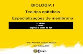 BIOLOGIA I Tecidos epiteliais Especializações de …...Prof.: Anderson Marques de Souza Juiz de Fora_2020 BIOLOGIA I Tecidos epiteliais Especializações de membrana 1ª SÉRIE.