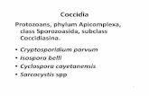 8. Handout CocciciaMicrosporidia · Microsoft PowerPoint - 8. Handout_CocciciaMicrosporidia.pptx Author: Dr. Morona Created Date: 10/18/2012 1:08:51 PM ...
