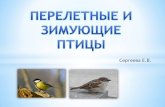 Перелетные и зимующие птицыродничок-фирово.рф/tinybrowser/files/gruppy/umnyashki... · Перелетные и зимующие птицы