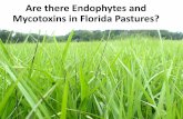 Are there Endophytes and Mycotoxins in Florida Pastures? · Dubeux, and Nicholas Dilorenzo •OSU-Faculty PI: Jennifer Duringer •UF-IFAS County Faculty PIs: Aaron Stam, Brittaney
