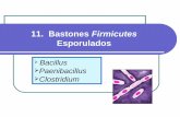 11. Bastones Firmicutes - WordPress.comjamontaraz.files.wordpress.com/2019/04/11.-bacilos-esporulados-2019.pdfClase: Bacilli Orden: Bacillales Familia: Bacillaceae Genero: Bacillus