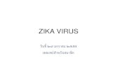 Zika Virus - thaiviro.org · zika virus วันที่ ๒๗ มกราคม ๒๕๕๙ เผยแพร่ส าหรับสมาชิก