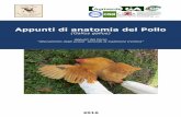 Appunti di anatomia del Pollo - Club Italiano Moroseta · che percorre il corpo del pollo caratterizzato da dilatazioni e restrizioni varie. Nel pollo è lungo circa 2,50 metri e