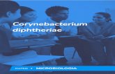 Ebook - Corynebacterium diphtheriae...Corynebacterium diphtheriae e outras bactérias relacionadas André Poton • Introdução As bactérias do gênero Corynebacterium são bastonetes