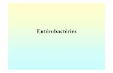 Entérobactériesmicrobiology.free.fr/Presentations/Enterobacteriaceae.pdf · Entérobactéries II –Pouvoir pathogène 2 –Pathogènes opportunistes flore commensale digestive