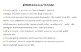 Enterobacteriaceae - anadoluissagligi.comanadoluissagligi.com/img/file_1814.pdf · Enterobacteriaceae . İnsan sağlığı açısından en önemli bakteri ailesidir. Doğal ortamları