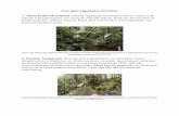 Principais vegetações mundiais 1 - Floresta pluvial tropical : Tipo … · 2019-05-16 · Principais vegetações mundiais 1 - Floresta pluvial tropical : Tipo de vegetação localizada