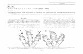解 説 恐竜足部復元のためのダチョウ足の解剖と機能 Matsumoto.pdf恐竜足部復元のためのダチョウ足の解剖と機能 2013年3月 − 27 − ウStruthio