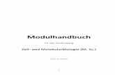 Zell und Molekularbiologie (M. Sc.) - FAU · 2016-03-02 · 2 Modulhandbuch für den Masterstudiengang Zell‐ und Molekularbiologie Department Biologie Friedrich‐Alexander‐Universität