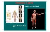Anatomia I parte - Unife...Anatomia II 1. Lezioni frontali • Apparato respiratorio: vie aeree inferiori, polmoni. Pleure e meccanica respiratoria • Cuore e principali vasi arteriosi