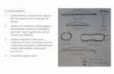 Presentazione di PowerPoint · 2007-10-23 · Ombrella a cupola. CNIDARI SCIFOZOI. CNIDARI 1. Metazoi diblastici dotati di ectoderma ed entoderma separati da una mesoglea acellulare