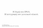 Η δομή του DNA. H αντιγραφή του γενετικο υλικο · •Κυκλικ DNA περίπου 4.6x106 bp •H αντιγραφή αρχίζει στην (1)