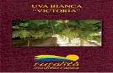 UVA BIANCA “VICTORIA”valoresicilia.net/wp-content/uploads/2015/10/Spata-Uva-bianca.pdfL’uva Victoria dal chicco allungato, ha un colore verde tendente al dorato. La buccia liscia