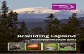 Rewilding Lapland€¦ · Rewilding Lapland being one of them. When Rewilding Europe started, different conservation organisations were invited to nominate areas, and more than thirty