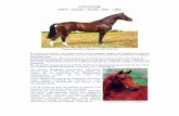 OYSTER - Asschaut · OYSTER KWPN – Castaño – Nacido: 1996 – 1,69m Oyster (Hinault x Garant x Lucky Boy xx) En Oyster se reúnen una combinación de las mejores sangres de caballos