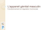 L’appareil génital masculin · 2015-12-22 · L’appareil génital masculin Fonctionnement et régulation hormonale. L’appareil génital masculin Fonctionnement et régulation