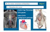 1- Situation du coeur - CanalBlogDiapo9 • Les fibres sont reliées par des Disques intercalaires • Desmosomes • Gap junctions Diapo10 Contraction musculaire Stimulation électrique