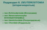 Подраздел II. DEUTEROSTOMIA · Подраздел II.DEUTEROSTOMIA (вторичноротые) тип Echinodermata (Иглокожие) тип Xenacoelomorpha (ксенацеломорфы)