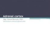 Adrenal cortex - IMBM · Adrenal cortex Mgr. Emese Renczés, PhD. domonkos.emese@gmail.com . Adrenal glands - anatomy . ... Hypothalamic– pituitary– adrenal axis . ACTH . Hormones