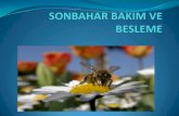 Arılarda sonbahar bakımı bir - Istanbulibb.gov.tr/tr-TR/kurumsal/Birimler/VeterinerHizmetleriMd/Documents/... · Sıcaklığın 14 derece altına düşer nispi nem de %50 nin altına