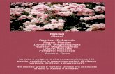 Rosa - Rende€¦ · Rosa (Rosa) Dominio: Eukaryota Regno: Plantae Divisione: Magnoliophyta Classe: Magnoliopsida Ordine: Rosales Famiglia: Rosaceae Genere: Rosa La rosa è un genere