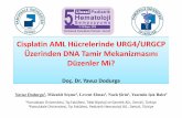 Cisplatin AML Hücrelerinde URG4/URGCP DNA Tamir ... · Cisplatin AML Hücrelerinde URG4/URGCP Üzerinden DNA Tamir Mekanizmasını Düzenler Mi? Doç. Dr. Yavuz Dodurga Yavuz Dodurga1,