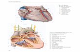 2264 001-98 01-6 - Remede.org · l erLe nerf médian pour les 1 et 2e lombricaux. l eLe nerf ulnaire pour les 3 et 4e lombricaux. 2 | Muscles interosseux palmaires (fig. 10.83) a)